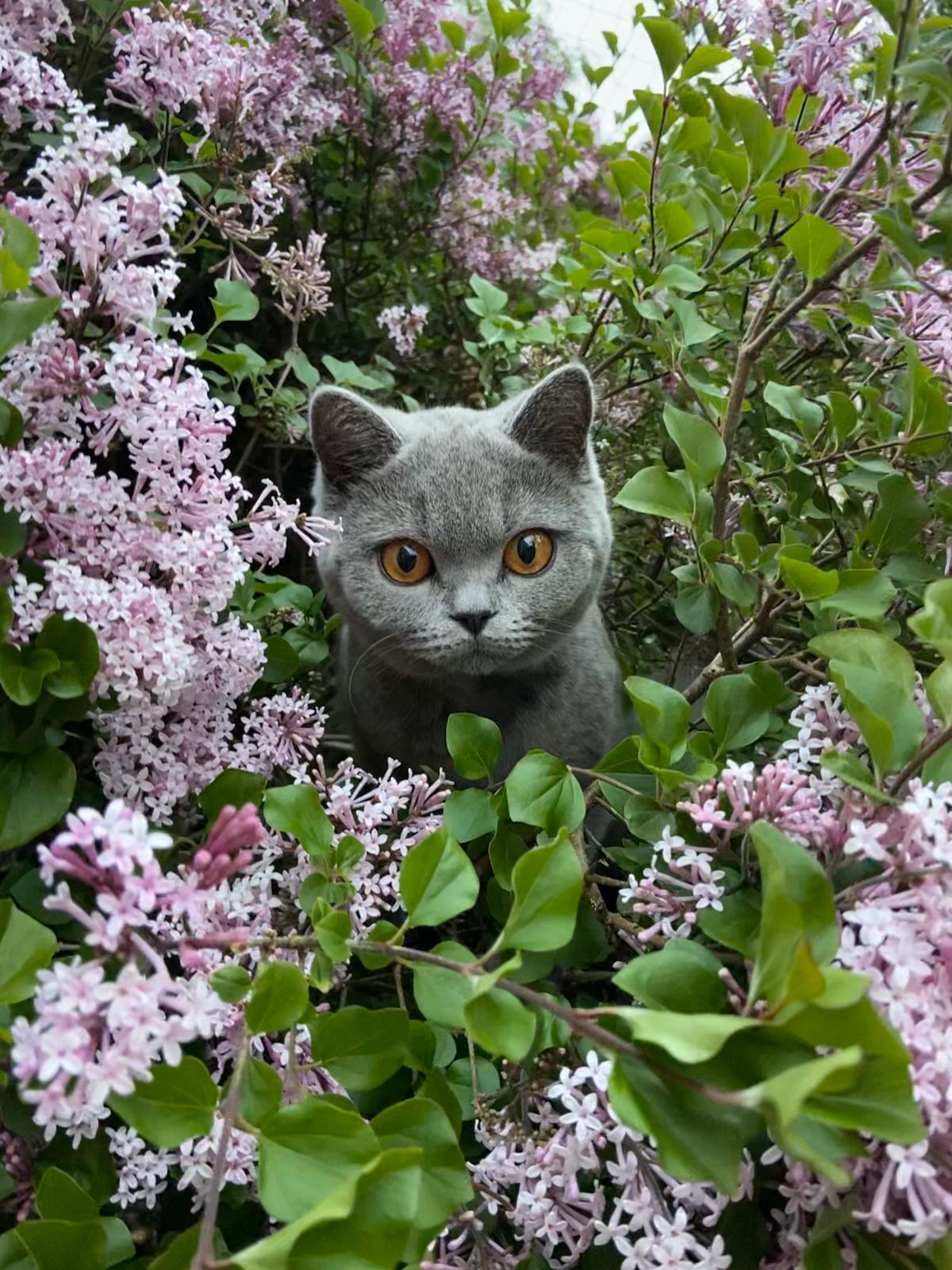 Giftige planten – Karveli